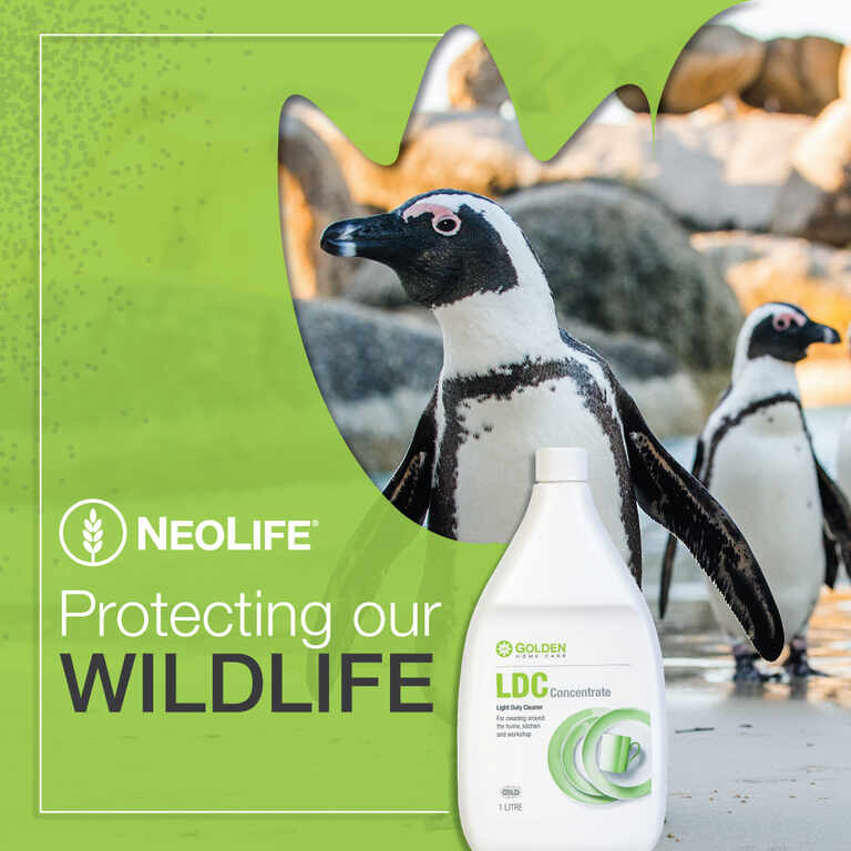 LDC and Penguins